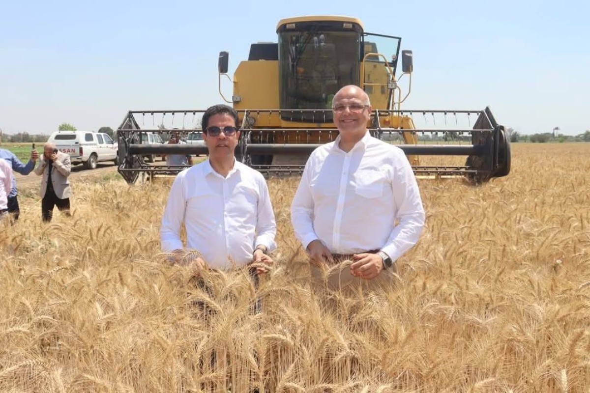 محافظ القليوبية ورئيس جامعة بنها يفتتحان موسم حصاد القمح بكلية الزراعة بمشتهر