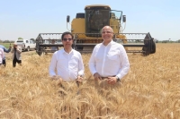 محافظ القليوبية ورئيس جامعة بنها يفتتحان موسم حصاد القمح بكلية الزراعة بمشتهر