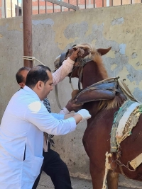 ضمن مبادرة " بداية " : جامعة بنها تنظم قافلة بيطرية بقرية بطا